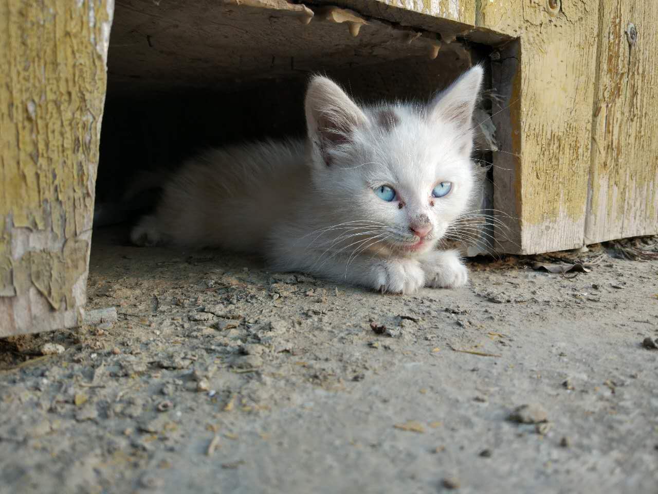 ˹˹ Ϣʾ
