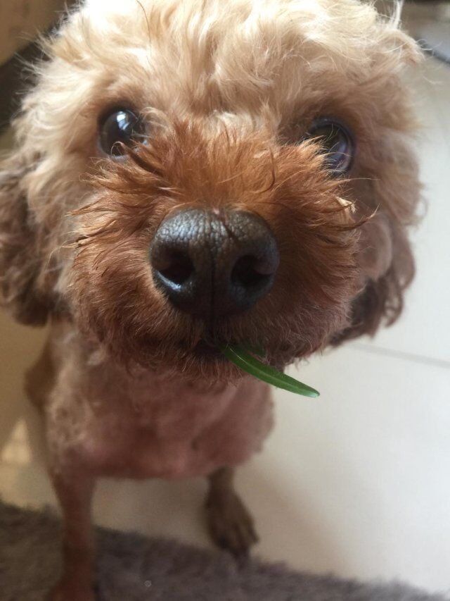 Annie㳦