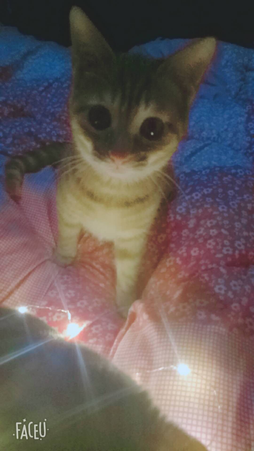 С۽