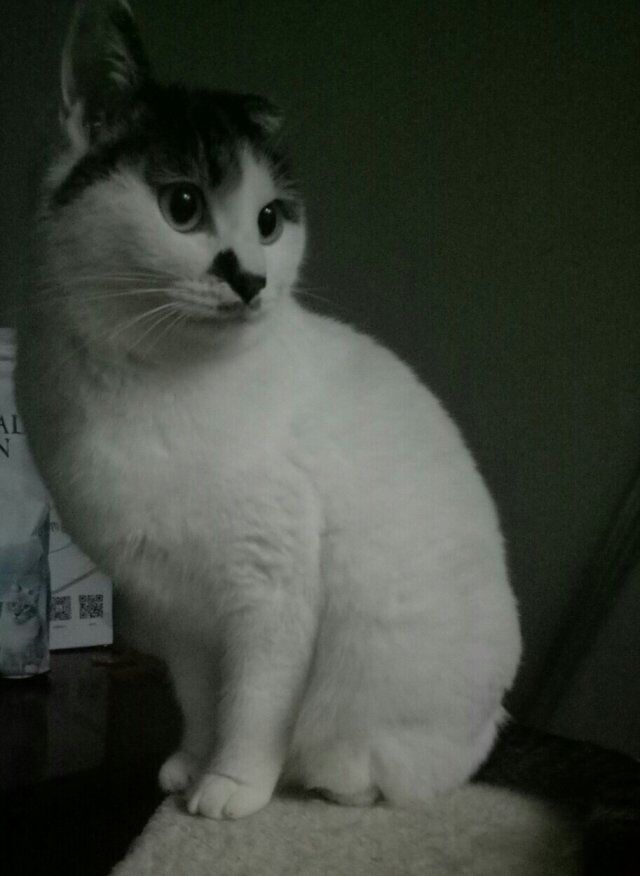 Сè Ϣʾ
