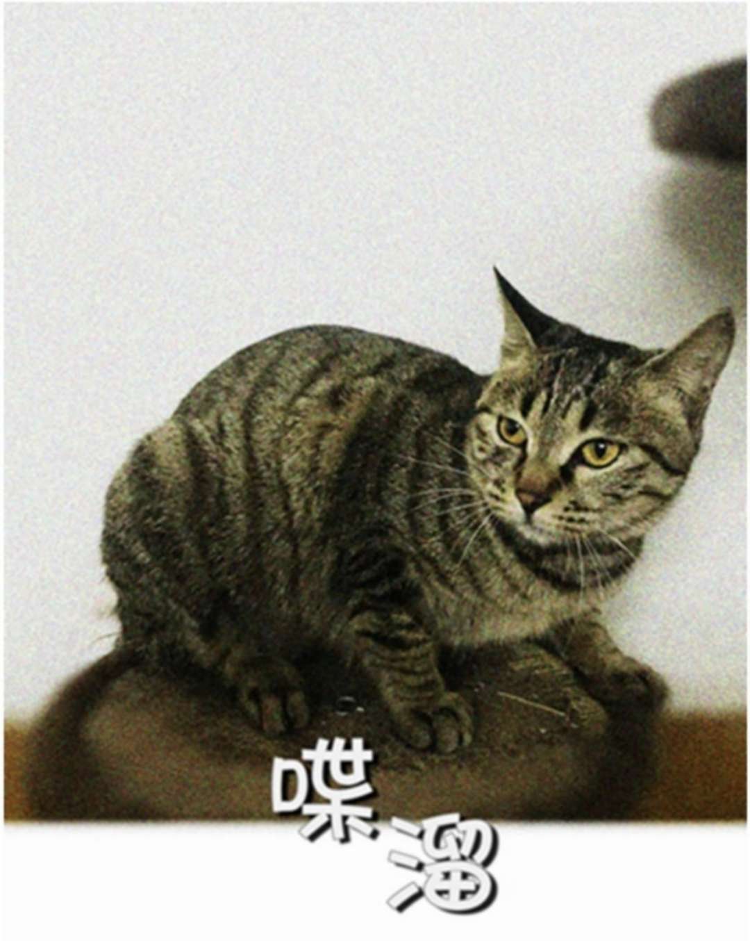 die Ϣʾ