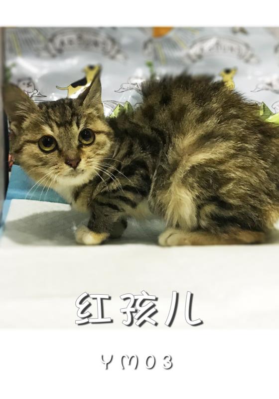 캢 Ϣʾ