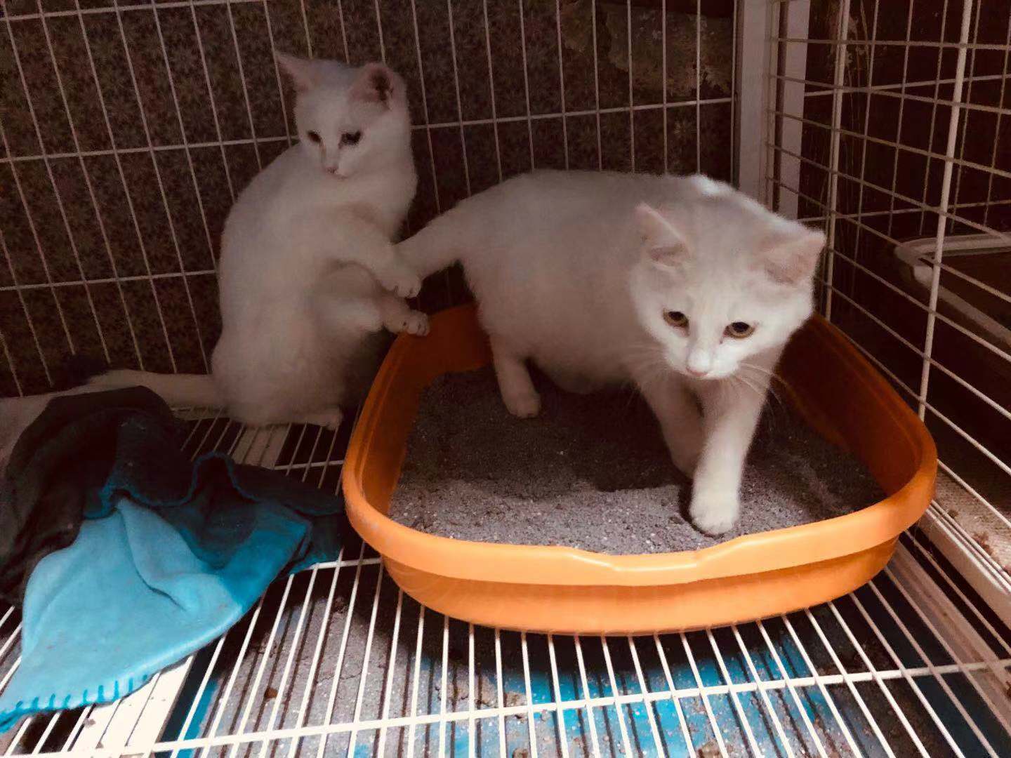 Сװ Ϣʾ